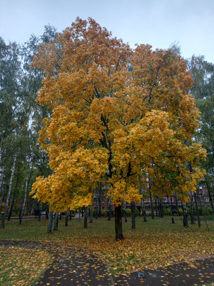 фото автора, городок Карабаново