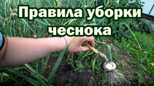 Правила уборки чеснока