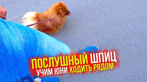 Учим собаку ходить РЯДОМ! Умная шпиц Юни (Рыжулька)