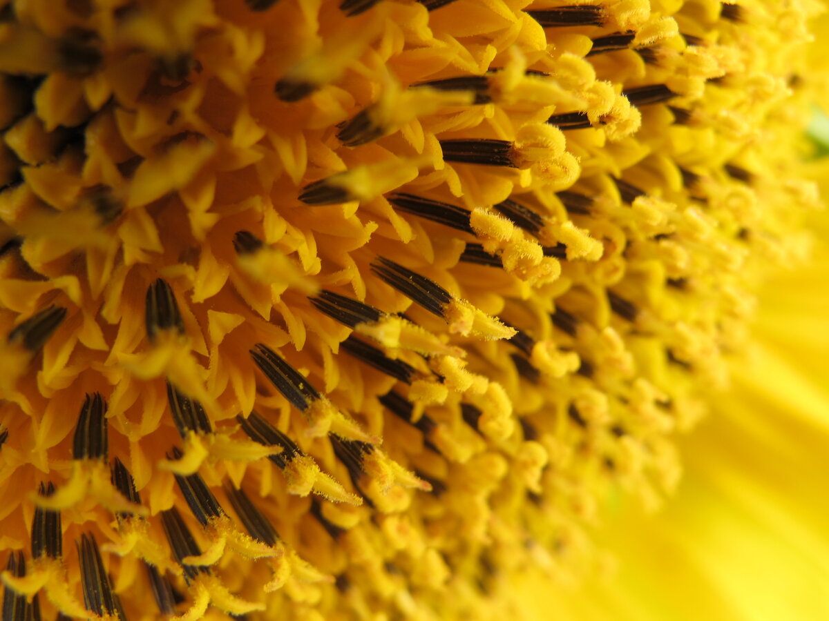 Подсолнухи-большой запас нектара и пыльцы, а позднее- источник семян, полезных как для человека так и для животных.