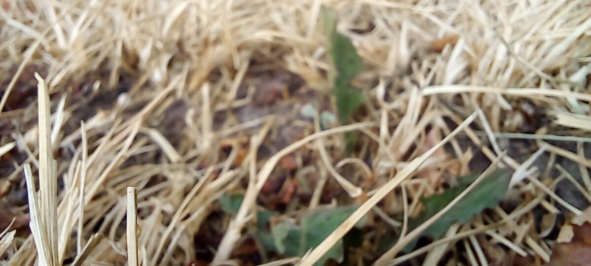 Грубость - отсутствие манер, как сухая безжизненная трава