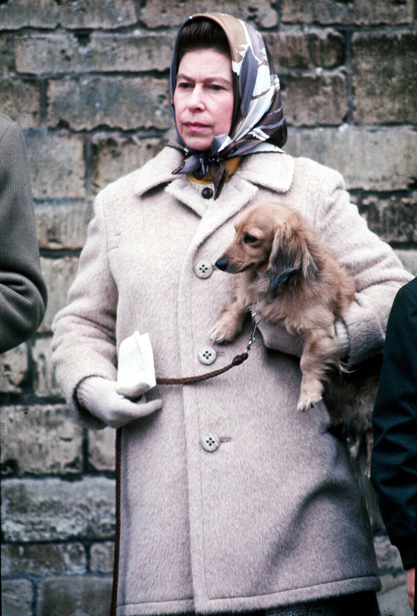 Королева Элизабет собаки