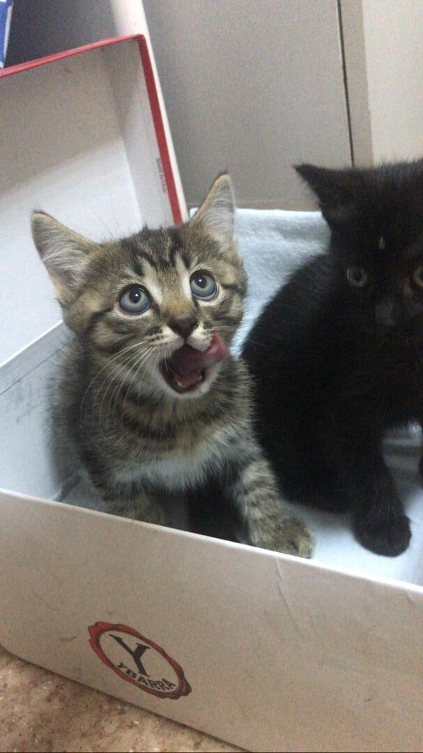 котики хотят кушать