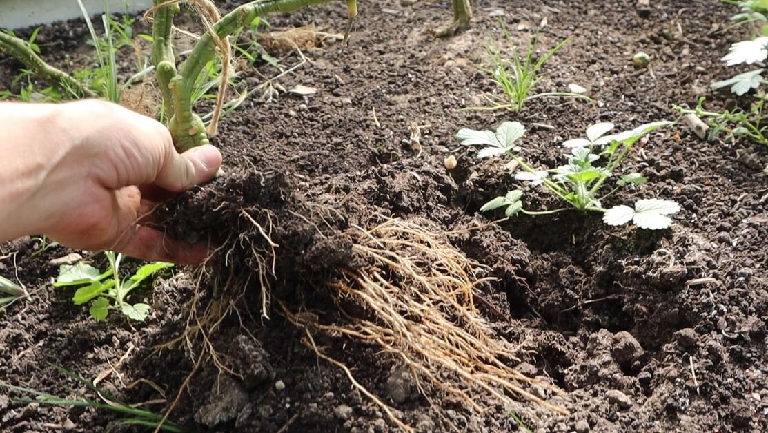 Удаляем отплодоносившие томаты из теплицы осенью.