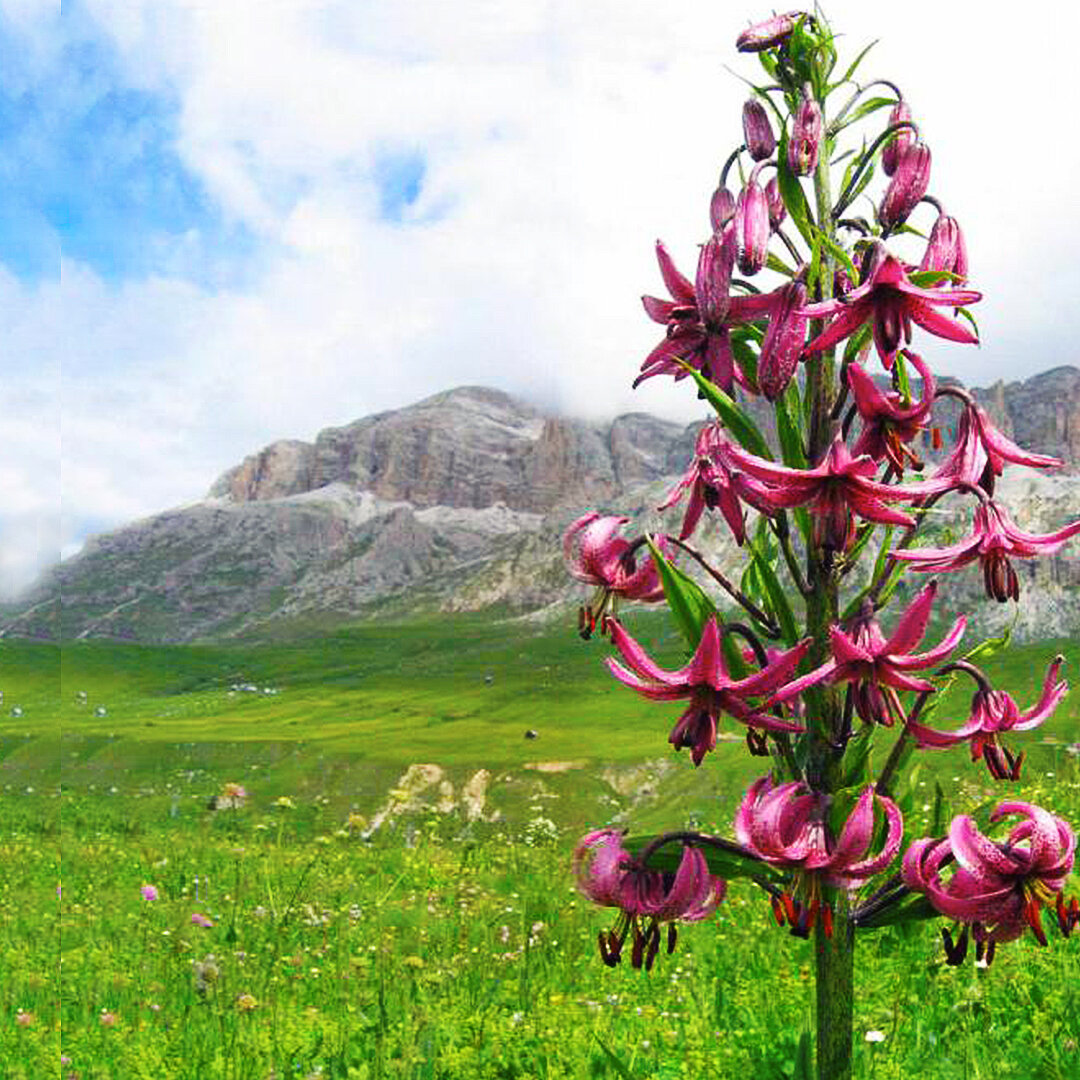 Таджикские цветы. Лилия кудреватая саранка. Lilium martagon — Лилия саранка. Лилия мартагон красная. Растение Лилия кудреватая.