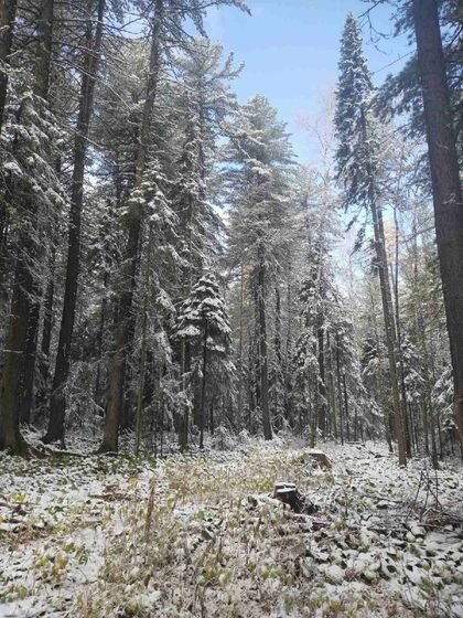    Снег в Узколугском заказнике БУ «Бурприрода»