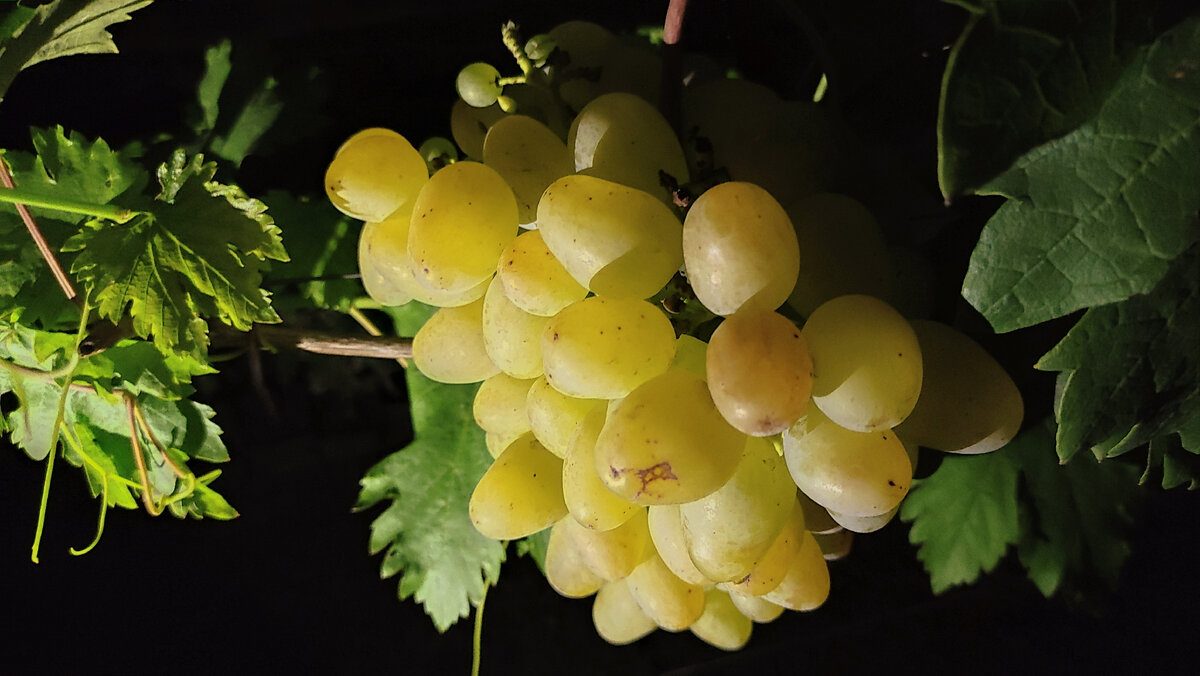 Розовиночка на Монархе. 24 сентября 2022