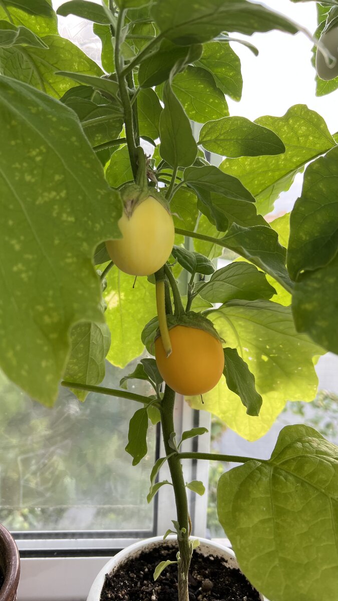 Баклажан "Золотое яйцо"