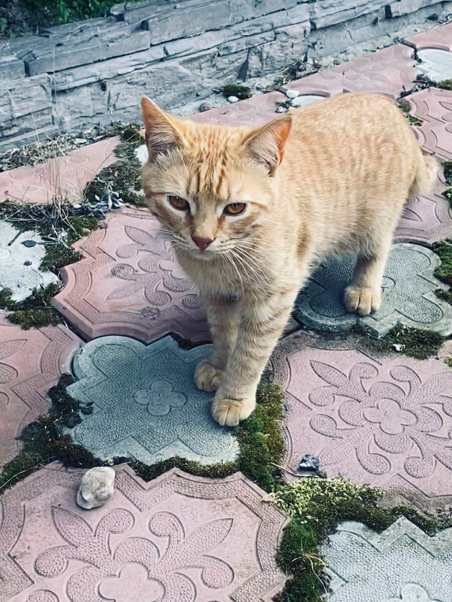 Которебенок Клепа. Везде фото автора.