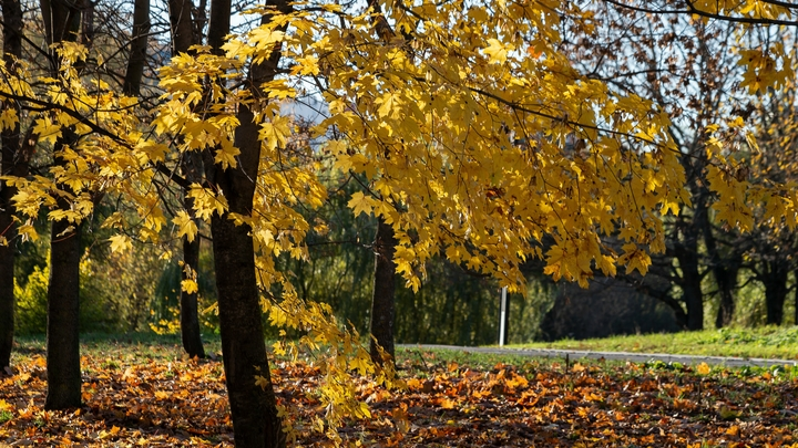 ФОТО: ROMAN DENISOV/GLOBALLOOKPRESS