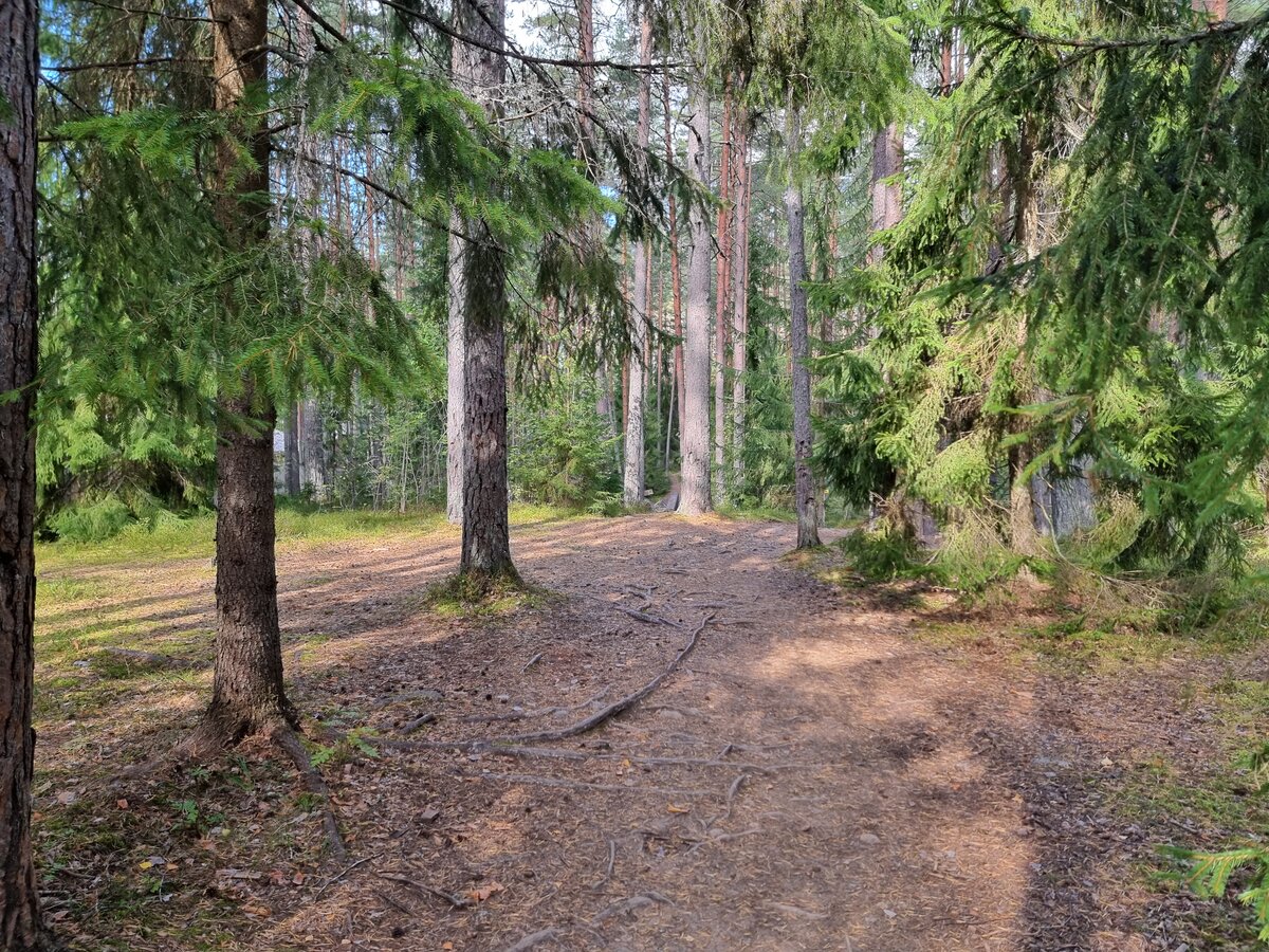 В лесу очень сухо, сапоги можно пока не одевать