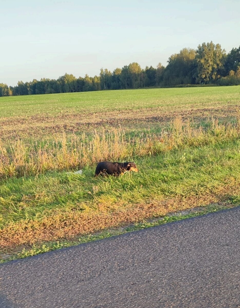 Бегала неделями домашняя такса в ошейнике