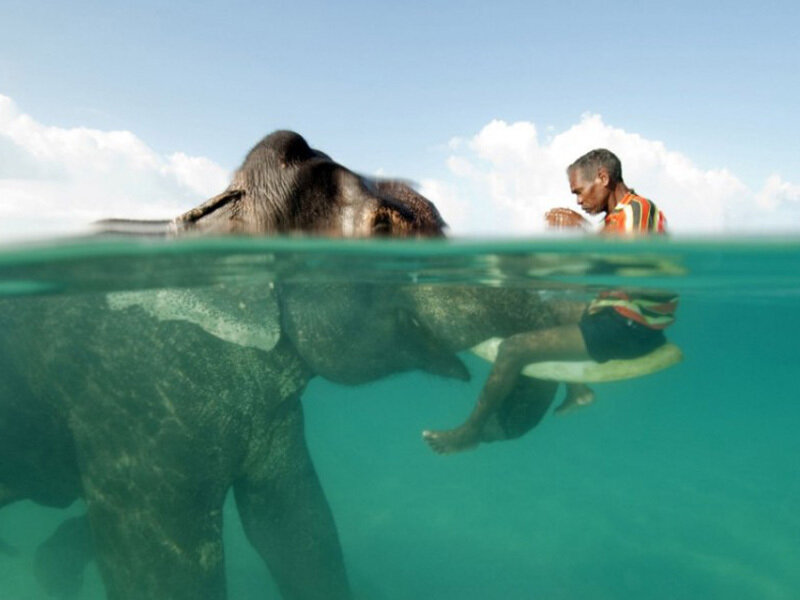Слоны плавают. Слон плывет. Слон под водой. Слоны умеют плавать.