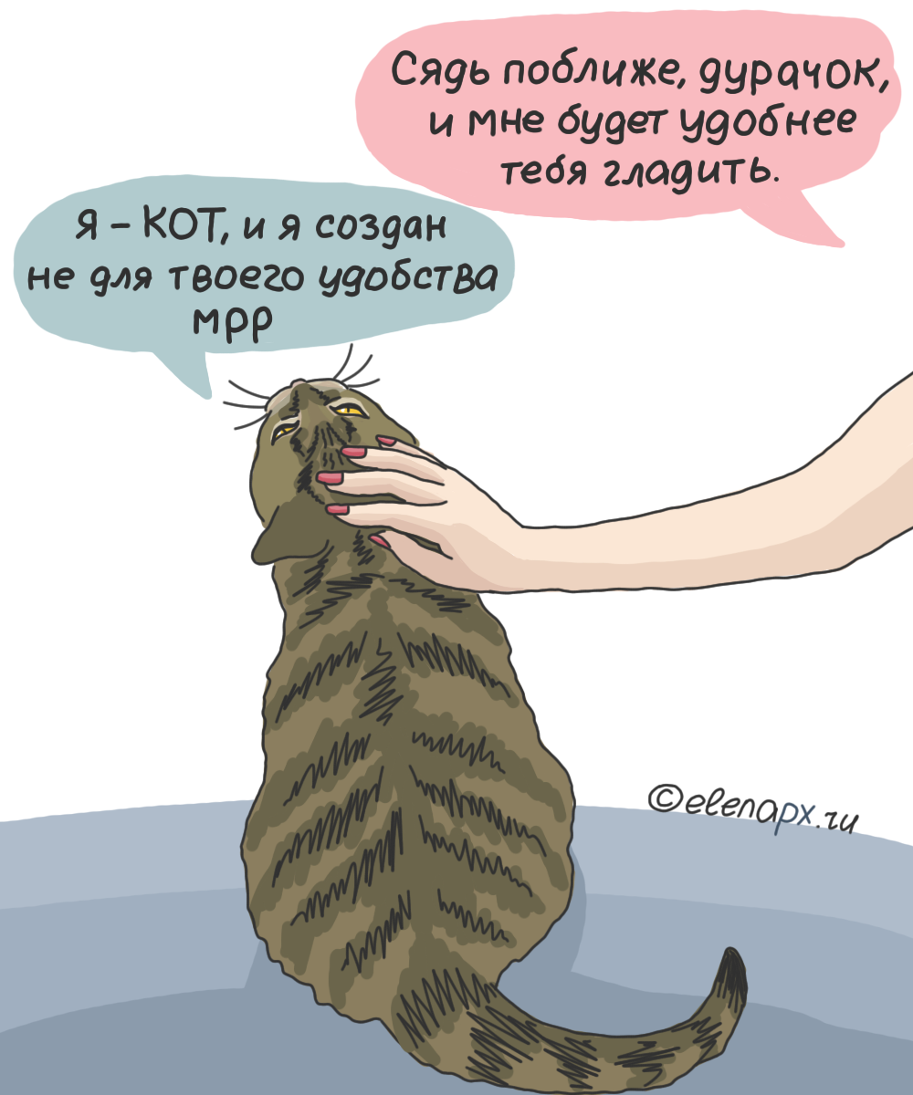 Выхожу глажу кота. Где можно гладить Кошта. Куда гладить кота. Гладить кошку. Можно гладить кота.