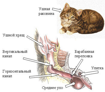 Отит у кошек: симптомы, лечение, препараты