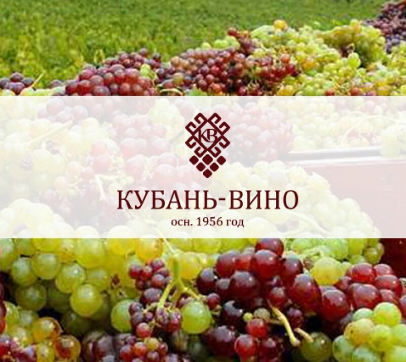 Кубань вино. Кубань вино лого. Сикоры винодельня логотип. Логотипы вин Кубани. Логотипы виноделен Краснодарского края.