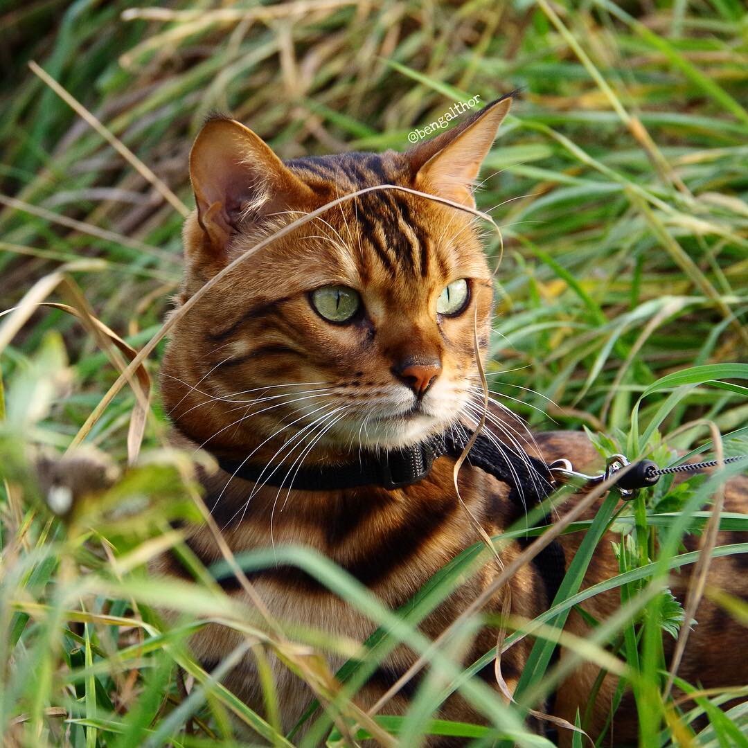 бенгальская кошка кошки бенгальский кот кот бенгал минилеопард домашние животные дикая кошка