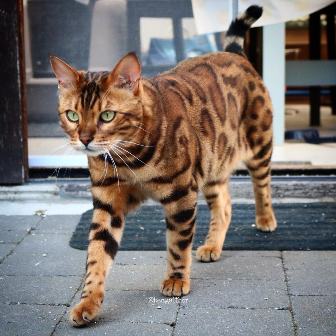 Знакомьтесь, бенгальский кот по кличке Тор, у него безумно красивая шерстка