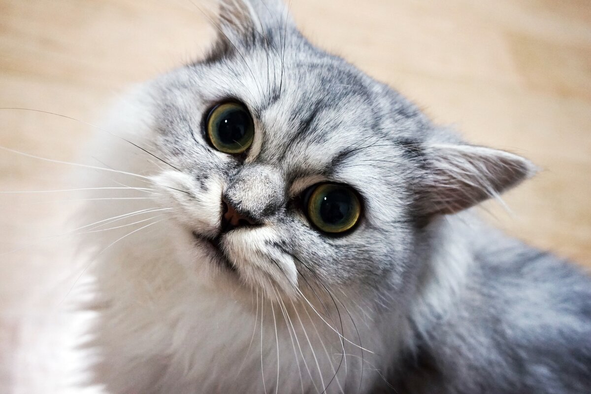 Кошки просто класс. Котики картинки. Коты мяу. Мяу картинки. Котик мяукает