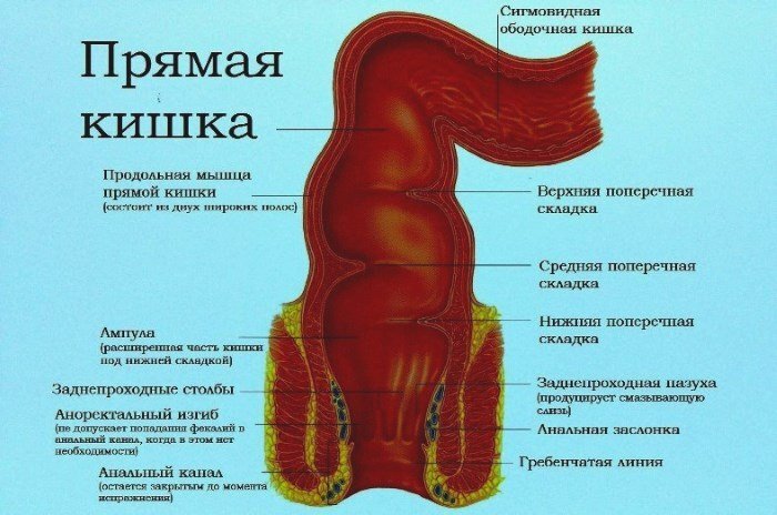 Рак анального канала: признаки, симптомы, лечение, прогнозы