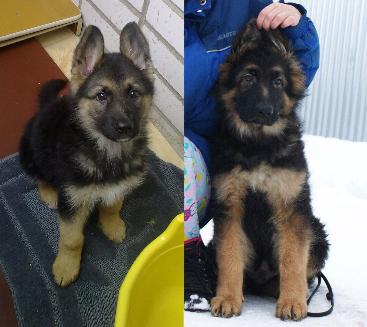 Фото: слева - Рик, справа - породистый щенок, club85206007