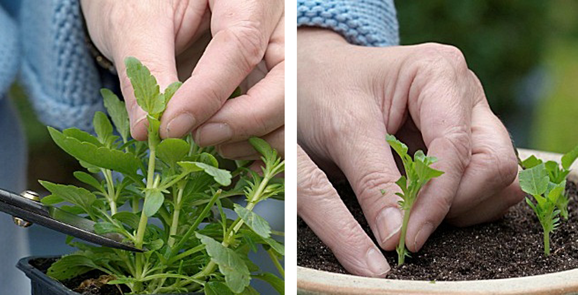 Размножение виолы (анютиных глазок)