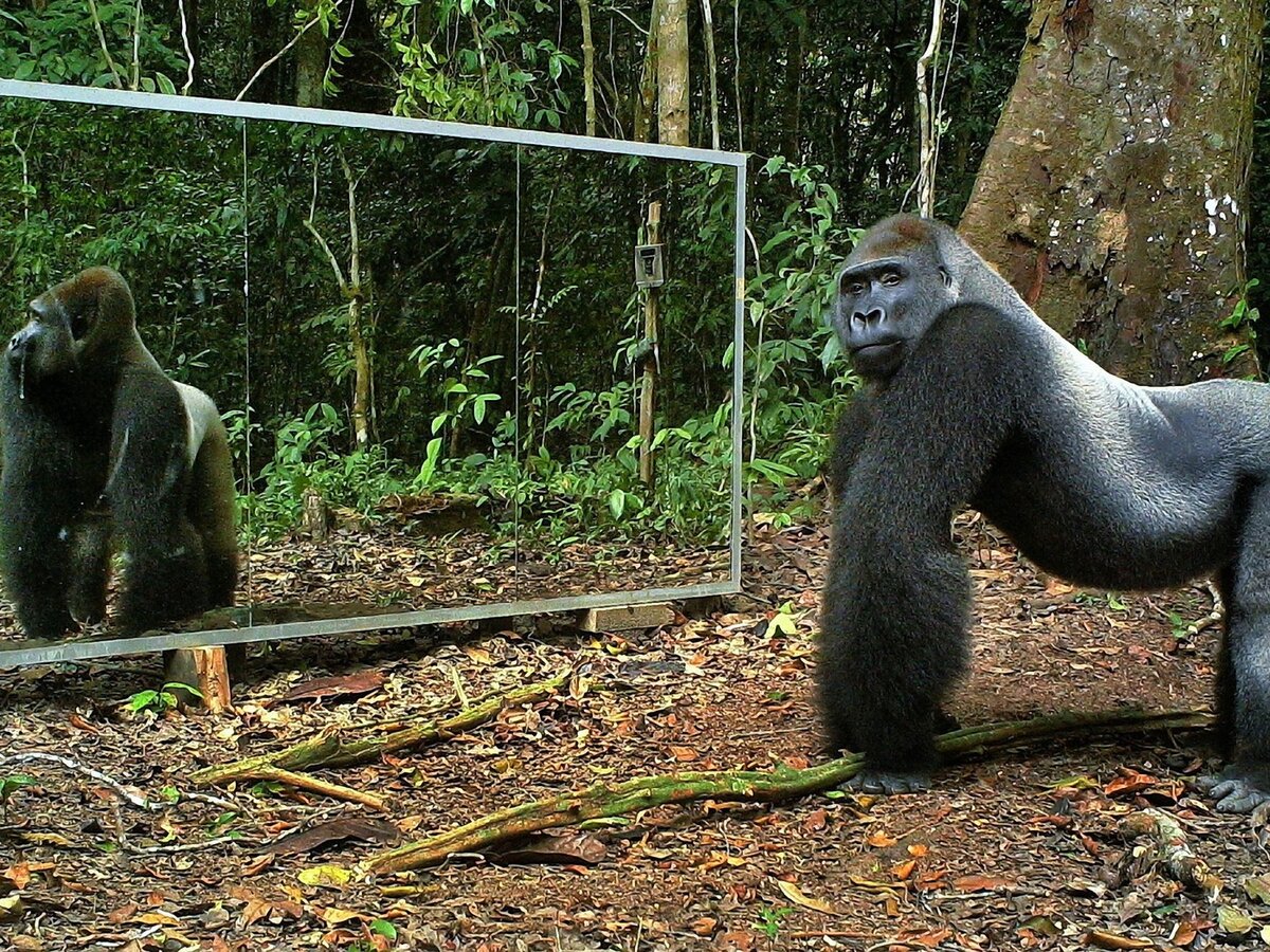 Найти интересные видео. Горилла в джунглях. Шимпанзе и зеркало. Зеркало обезьянка. Горилла и зеркало.