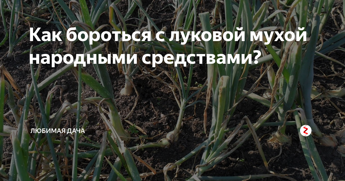 Чем обработать луковую муху на грядках