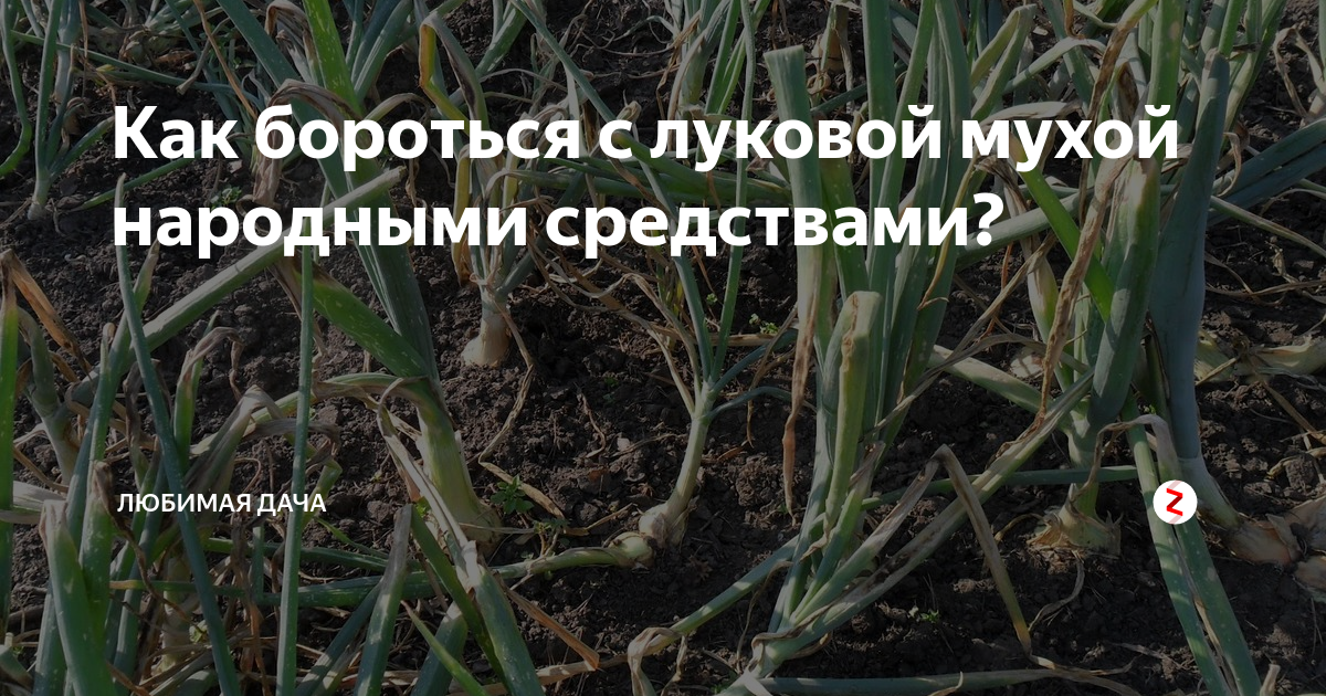 Борьба с луковой мухой в огороде. Луковая Муха методы борьбы народные средства. Борьба с луковой мухой. Средство от луковой мухи на грядке с луком.