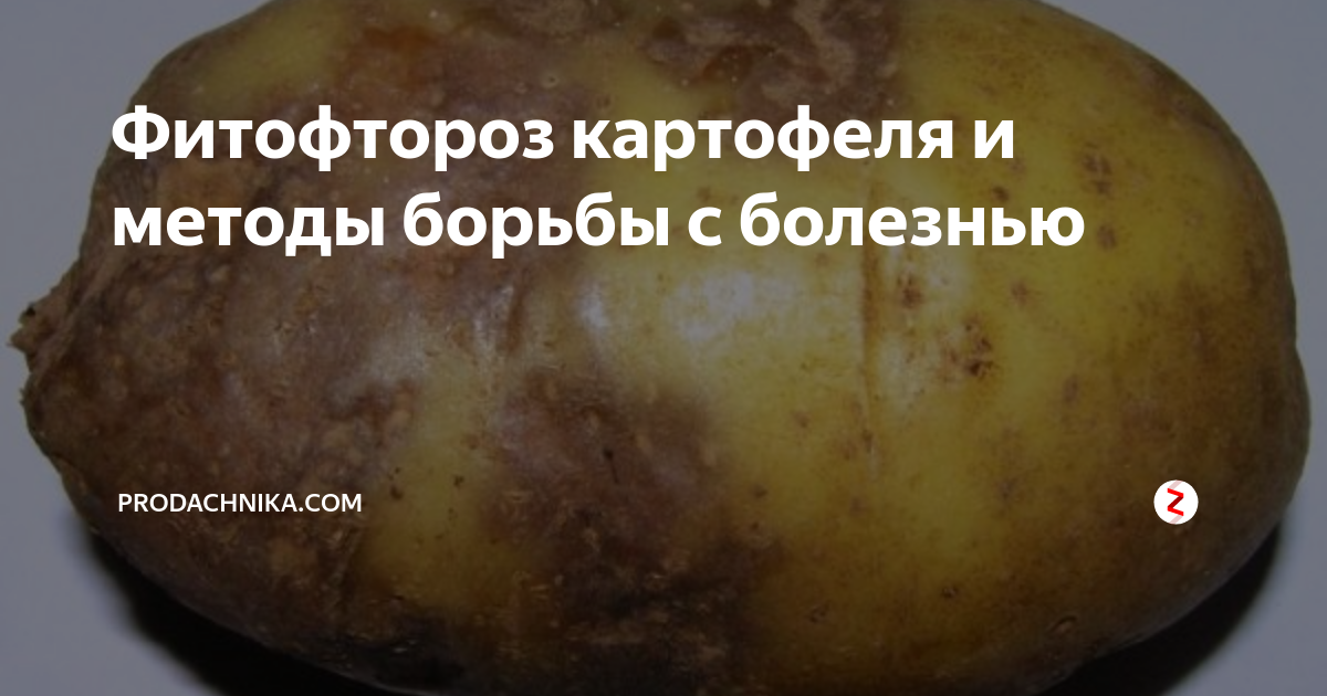 Фитофтороз картофеля и методы борьбы с болезнью | prodachnika.com | Дзен