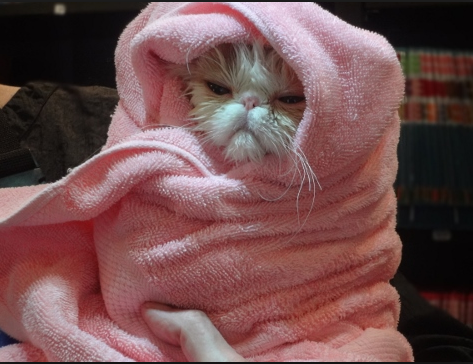 Кот в полотенце. Кот в одеяле. Котенок в полотенце. Кот укутанный в полотенце. Милые котики в полотенце.