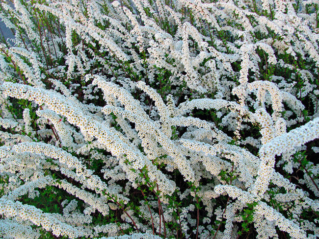 Спирея Вангутта, серая (© NABLACOGNITION)