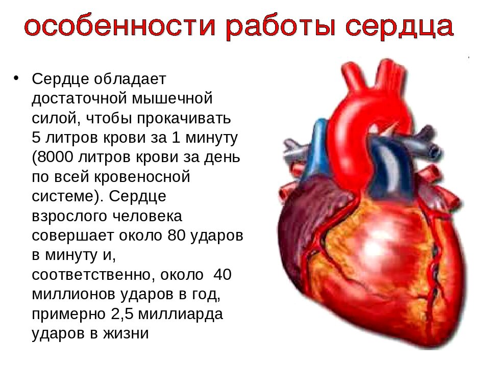 Какое сердце 2. Работа сердца. Особенности работы сердца. Сердце взрослого человека.