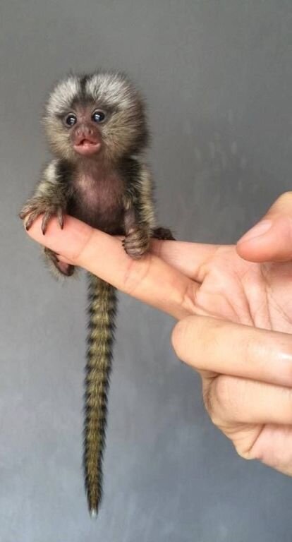 Абсолютно уверен, что человек — это дерево