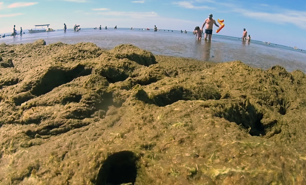 Анапа море водоросли