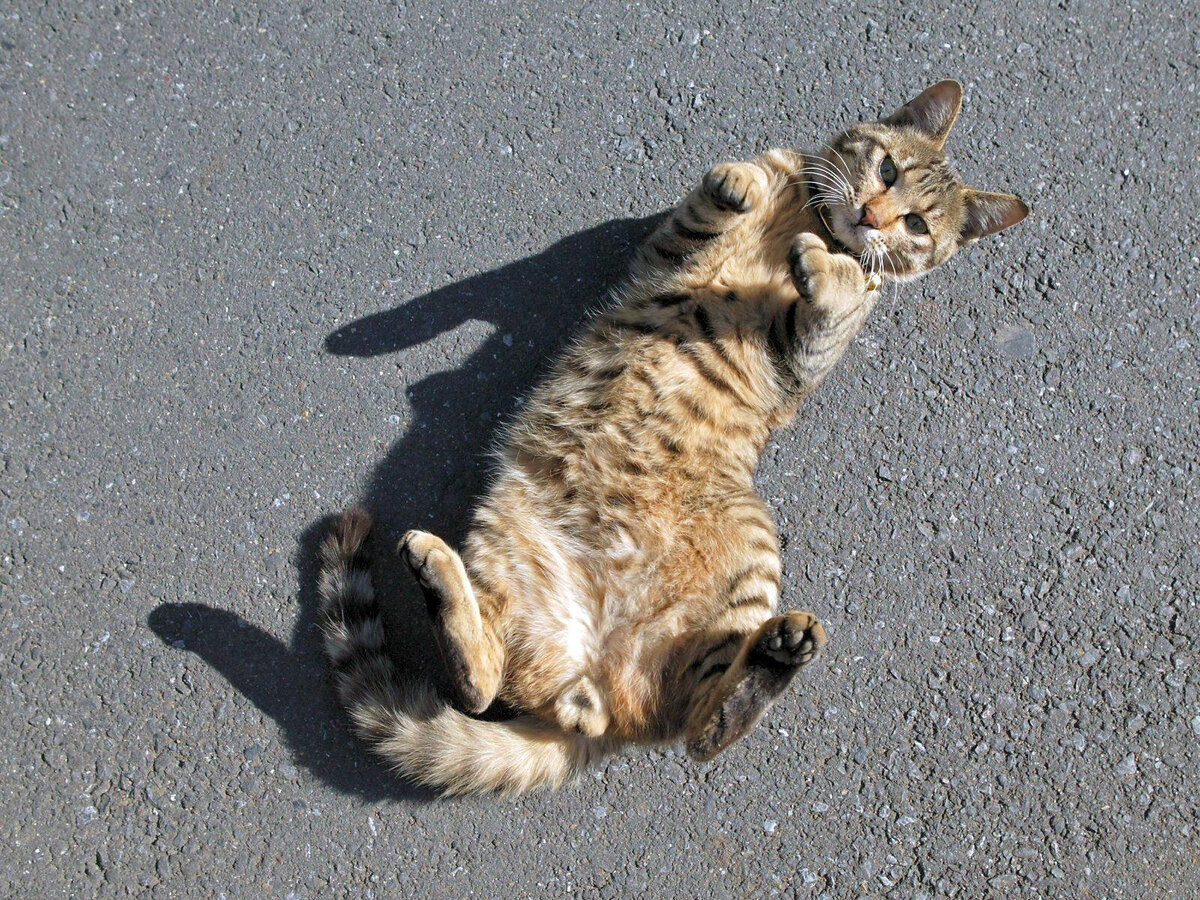 Почему кошки любят лежать на спине? | Мир домашних животных | Дзен