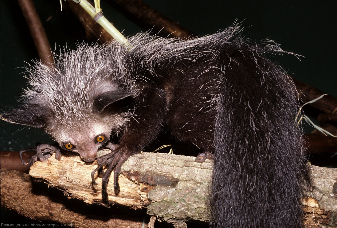 Изображение взято с сайта http://www.origins.org.ua