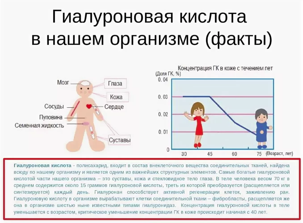 Гиалуроновая кислота где. Гиалуроновая кислота роль в организме. Содержание гиалуроновой кислоты в организме. Роль гиалуроновой кислоты в организме. Гиалуроновая кислота в организме человека.