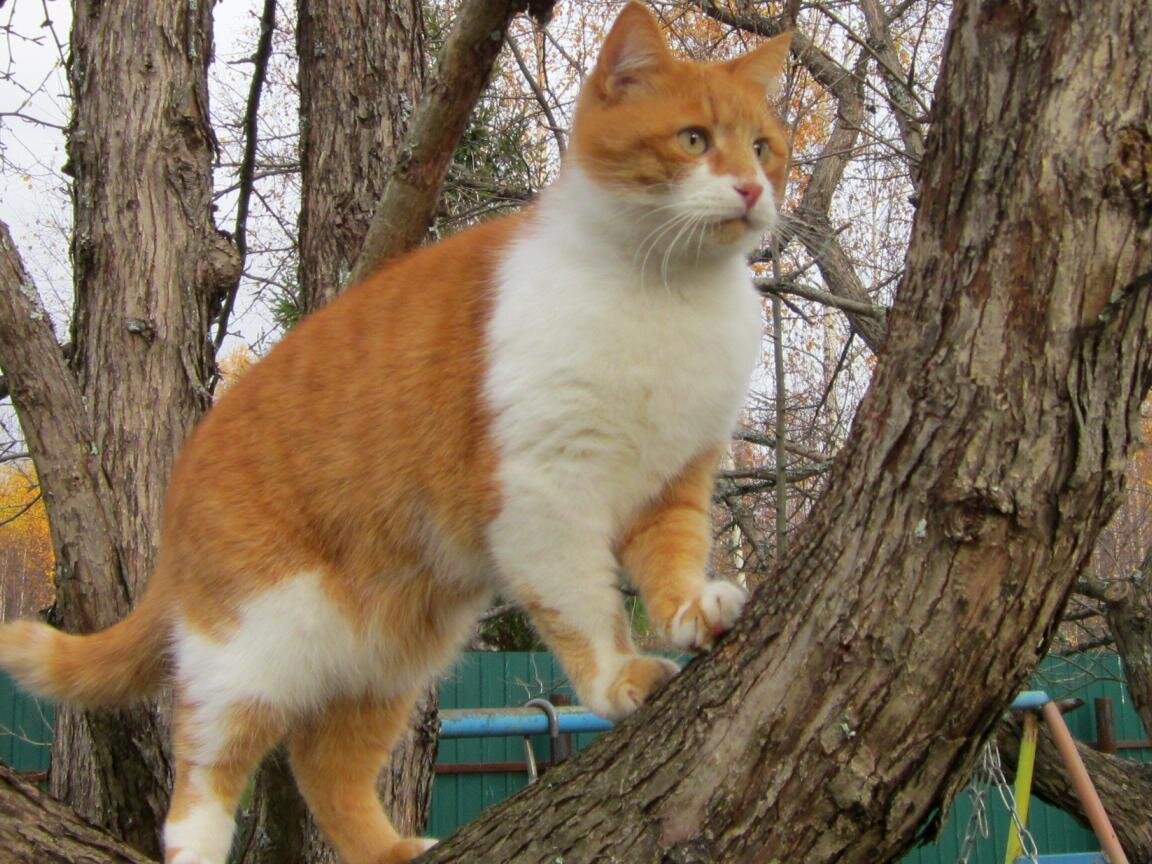 Кот ученый (хатуль мадан)
