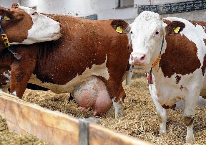 Почему горчит коровье молоко: основные причины и способы предотвращения