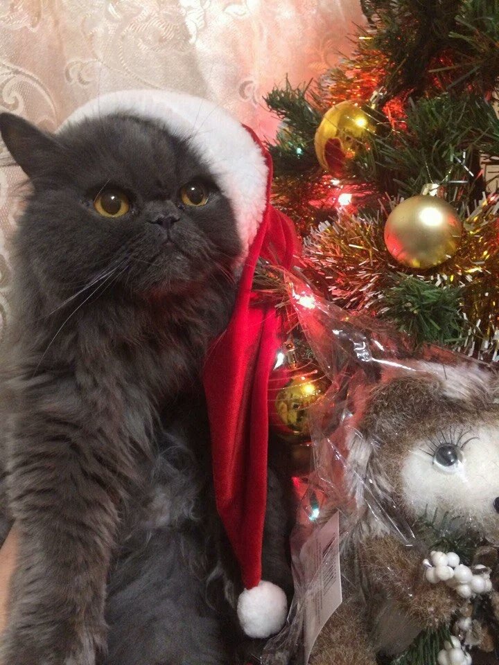 Фото: PP.USERAPI.COM