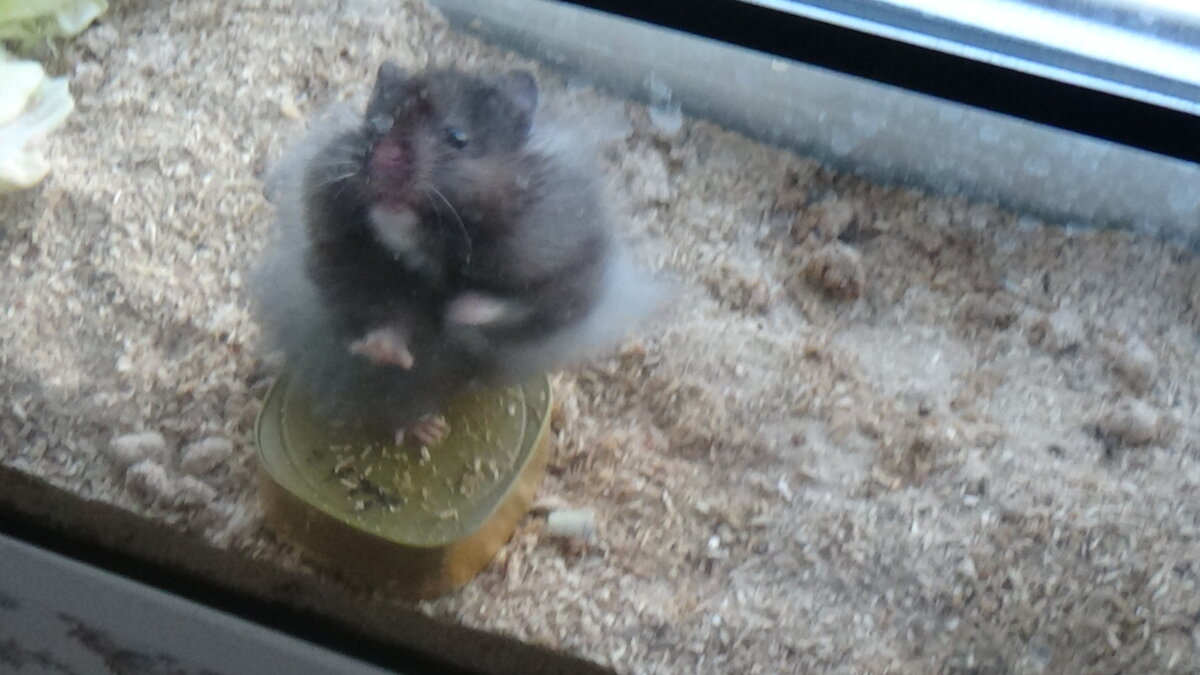 Хомка пытается сбежать