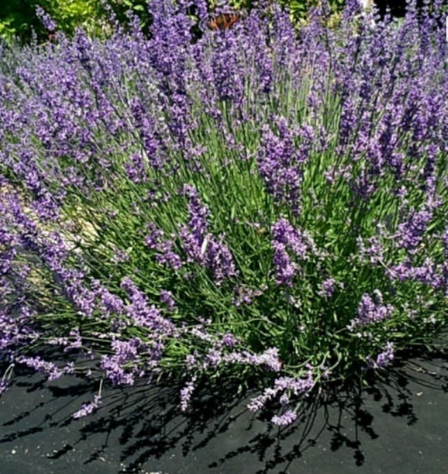 Моя красавица 