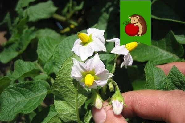 Фото: https://zelenj.ru/wp-content/uploads/2019/06/obryvanie-cvetov-u-kartofelya-1.jpg