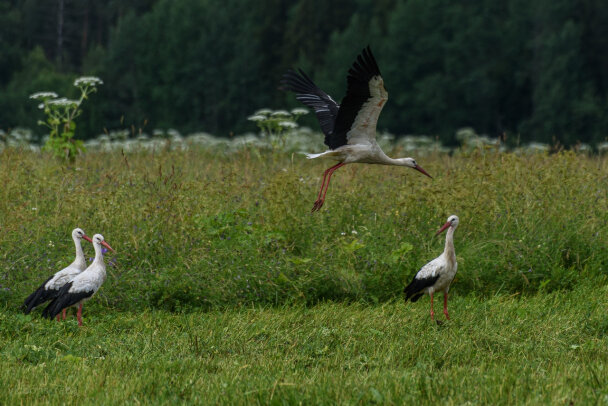  50 аистов увидели на полях в Копорье и Бегуницах Ломоносовского района Ленобласти, птицы спокойно ходили траве.