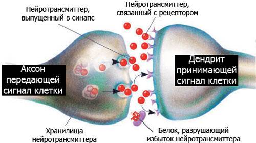                         Строение и механизм работы синапса нервной цепи