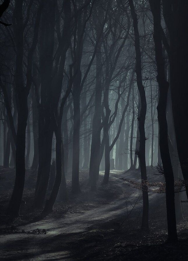 Тёмный лес | Страшно интересно | Дзен