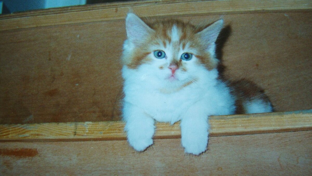Котенок в 1988 году.