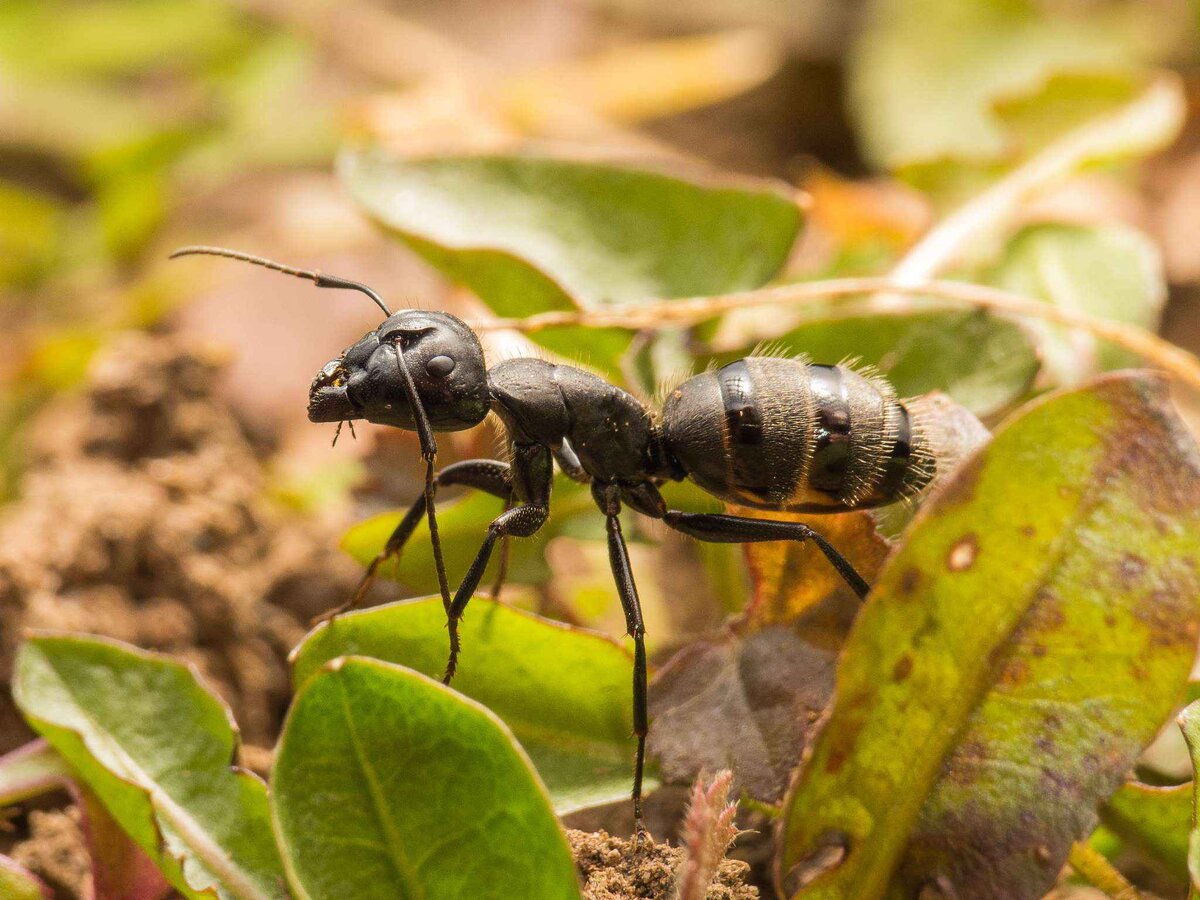 Lasiusniger (чёрный садовый муравей). Садовые муравьи лазиус нигер. 6. Lasius Niger – черный садовый муравей. Осы древоточцы.