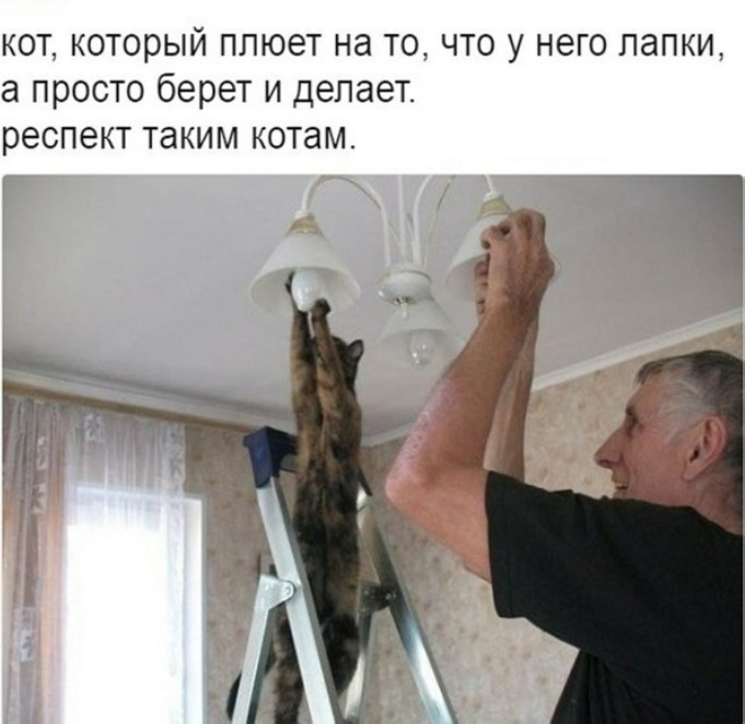 Альтернативный кот